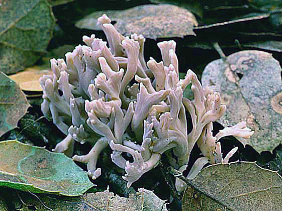 Clavulina cinerea
